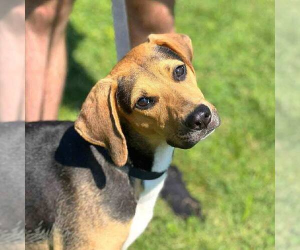 Medium Photo #1 Coonhound Puppy For Sale in Martinsburg, WV, USA