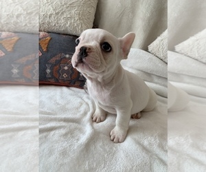 French Bulldog Puppy for sale in JOHNS ISLAND, SC, USA