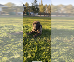Small Photo #1 Mastiff Puppy For Sale in ARTOIS, CA, USA