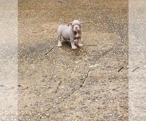 American Bully Puppy for sale in GENEVA, AL, USA