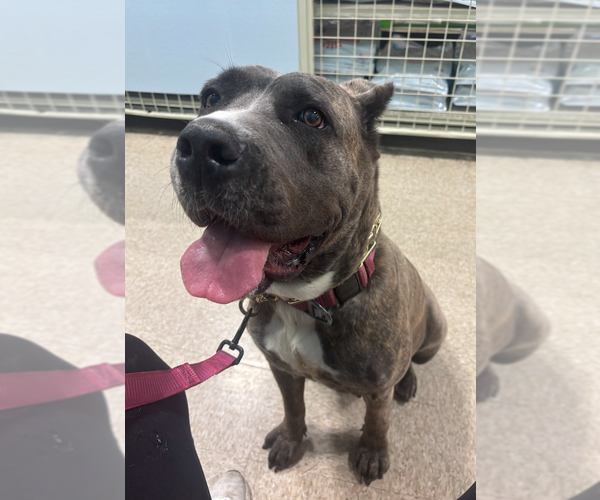 Medium Photo #2 Mutt Puppy For Sale in Goodyear, AZ, USA