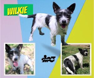 Mutt Dogs for adoption in Lindsay, CA, USA