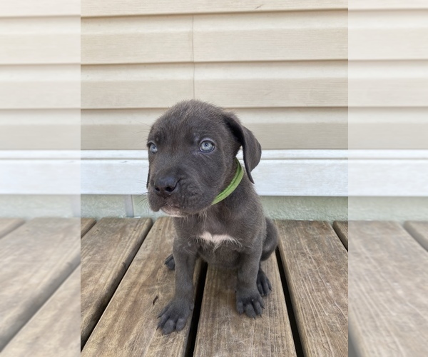 Medium Photo #7 Cane Corso Puppy For Sale in DALE, TX, USA
