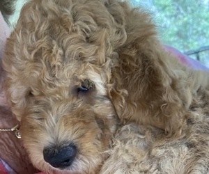 Goldendoodle (Miniature) Puppy for sale in MACOMB, MI, USA