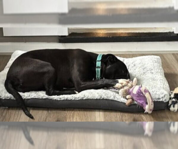 Medium Photo #5 Mutt Puppy For Sale in Rustburg, VA, USA