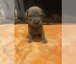 Puppy Kendrick lamar Cane Corso