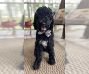 Poodle (Standard) Puppy for Sale in FAYETTEVILLE, Tennessee USA