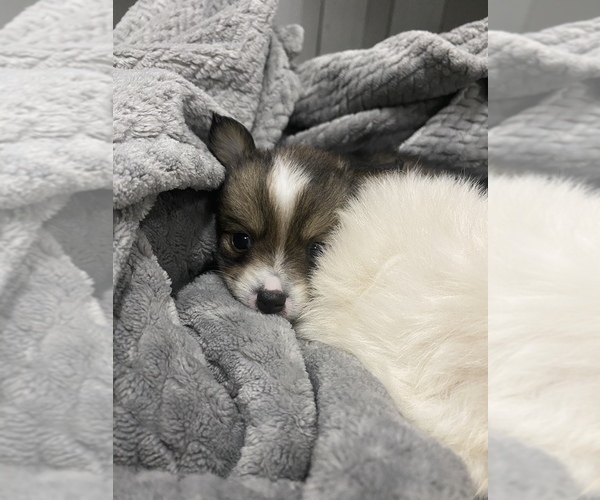 Medium Photo #12 Cardigan Welsh Corgi-Pomeranian Mix Puppy For Sale in ALBUQUERQUE, NM, USA