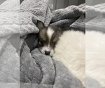 Small Photo #12 Cardigan Welsh Corgi-Pomeranian Mix Puppy For Sale in ALBUQUERQUE, NM, USA