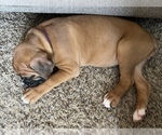 Small Photo #11 Boxer Puppy For Sale in WATERFORD, PA, USA