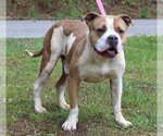 Small #3 Mutt