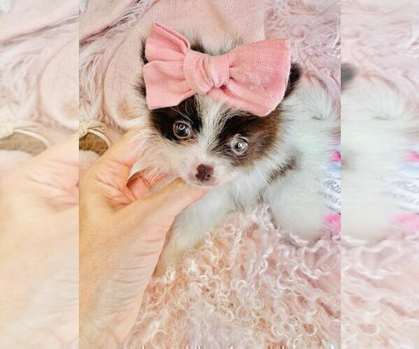 Medium Photo #19 Pomeranian Puppy For Sale in FORT LAUDERDALE, FL, USA