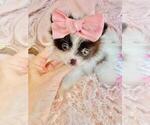 Small #18 Pomeranian