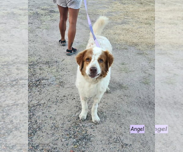 Medium Photo #3 Great Pyrenees-Unknown Mix Puppy For Sale in Brewster, NY, USA
