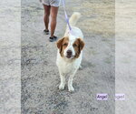 Small #2 Great Pyrenees Mix
