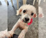 Small Poochon