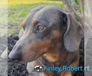 Finley Robert+ - Male Dachshund Dog for Adoption - Photo #3