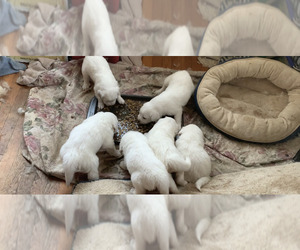 Great Pyrenees Puppy for sale in ROANOKE, VA, USA