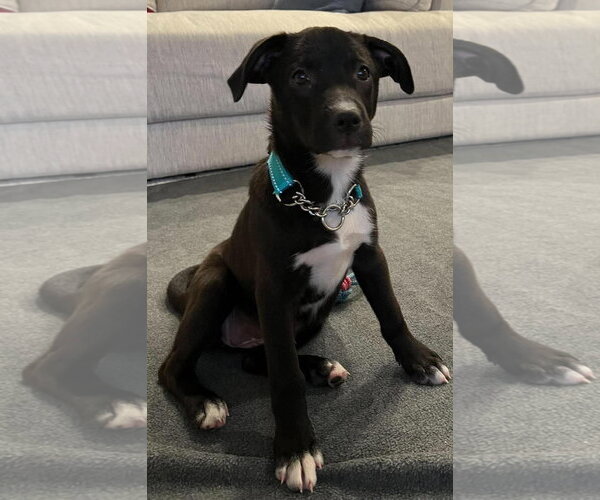 Medium Photo #2 Border-Aussie Puppy For Sale in Des Moines, IA, USA