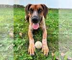 Small #3 Coonhound Mix