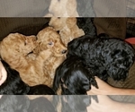 Small Photo #4 Goldendoodle Puppy For Sale in GAFFNEY, SC, USA