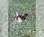 Freddie - Male Chihuahua Puppy for Sale - Small photo