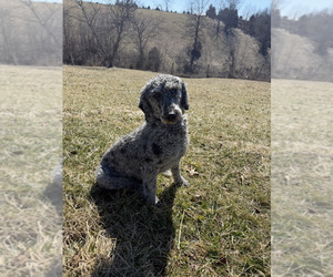 Poodle (Standard) Puppy for sale in WILLIAMSTOWN, KY, USA