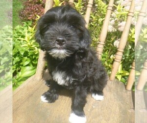 Aussiedoodle Miniature  Puppy for sale in BLAIN, PA, USA