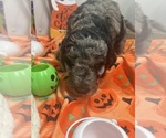 Puppy Rowena F2 Aussiedoodle