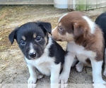 Small #3 Border Collie