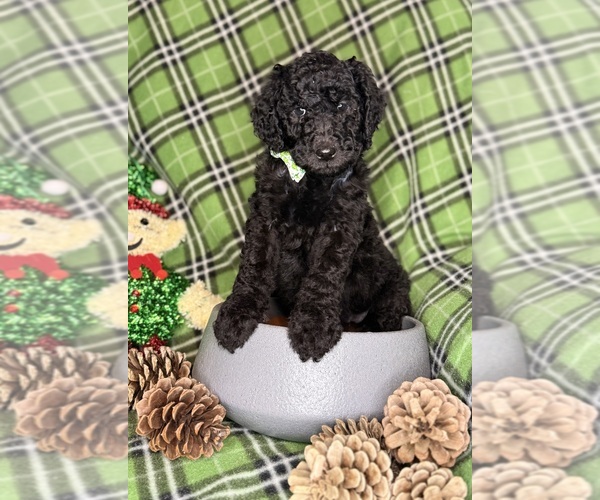 Medium Photo #1 Labradoodle mix (+ Poodle Standard) Puppy For Sale in MOKELUMNE HILL, CA, USA