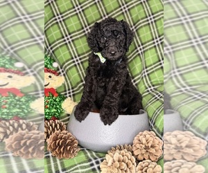 Medium Labradoodle mix (+ Poodle Standard)