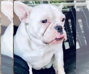 French Bulldog Dogs for adoption in LEAWOOD, KS, USA