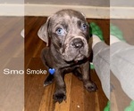 Puppy Smoke Cane Corso