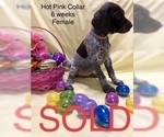 Small Photo #7 German Shorthaired Pointer Puppy For Sale in VISALIA, CA, USA