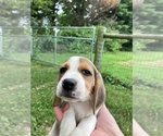 Small #5 Beagle