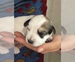 Small #9 Pembroke Welsh Corgi-Poodle (Miniature) Mix