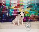 Small #1 Staffordshire Bull Terrier Mix