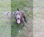 Small Labrador Retriever Mix