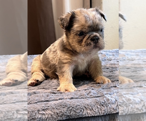 Medium Photo #2 English Bulldog Puppy For Sale in LANCASTER, CA, USA