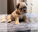 Small #1 English Bulldog