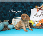 Small Photo #8 Cavalier King Charles Spaniel Puppy For Sale in CHANUTE, KS, USA