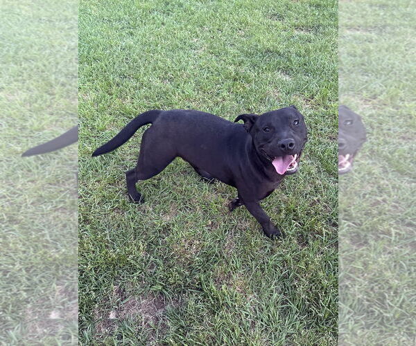Medium Photo #3 Labrador Retriever-Unknown Mix Puppy For Sale in Eastman, GA, USA