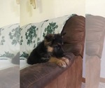 Small #3 German Shepherd Dog