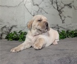 Small #9 Cocker-Pei