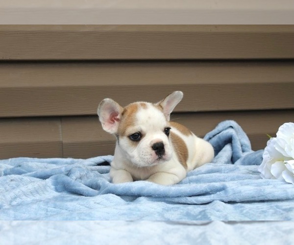 Medium Photo #2 French Bulldog Puppy For Sale in LIBERTY, KY, USA