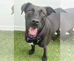 Small #1 Labrador Retriever Mix
