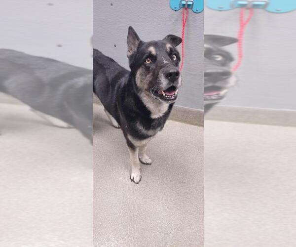 Medium Photo #1 Siberian Husky-Unknown Mix Puppy For Sale in Las Vegas, NV, USA