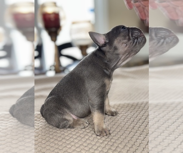 Medium Photo #8 French Bulldog Puppy For Sale in HILTON, NY, USA