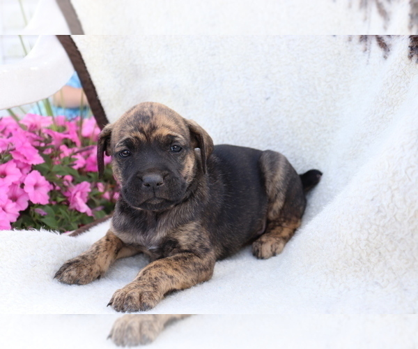 Medium Photo #1 Boxador Puppy For Sale in SHILOH, OH, USA